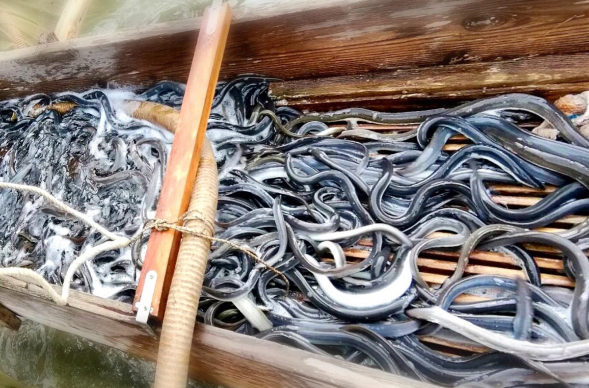 うなぎ養殖事業～浜名湖鰻三商店